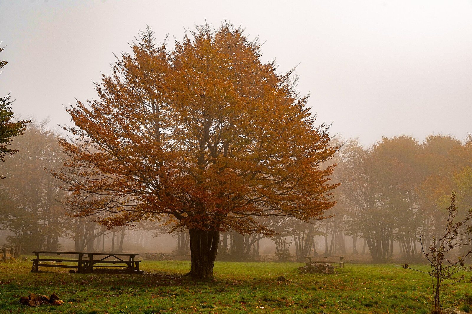 Un faggio in autunno nella nebbia del Passo del Faiallo